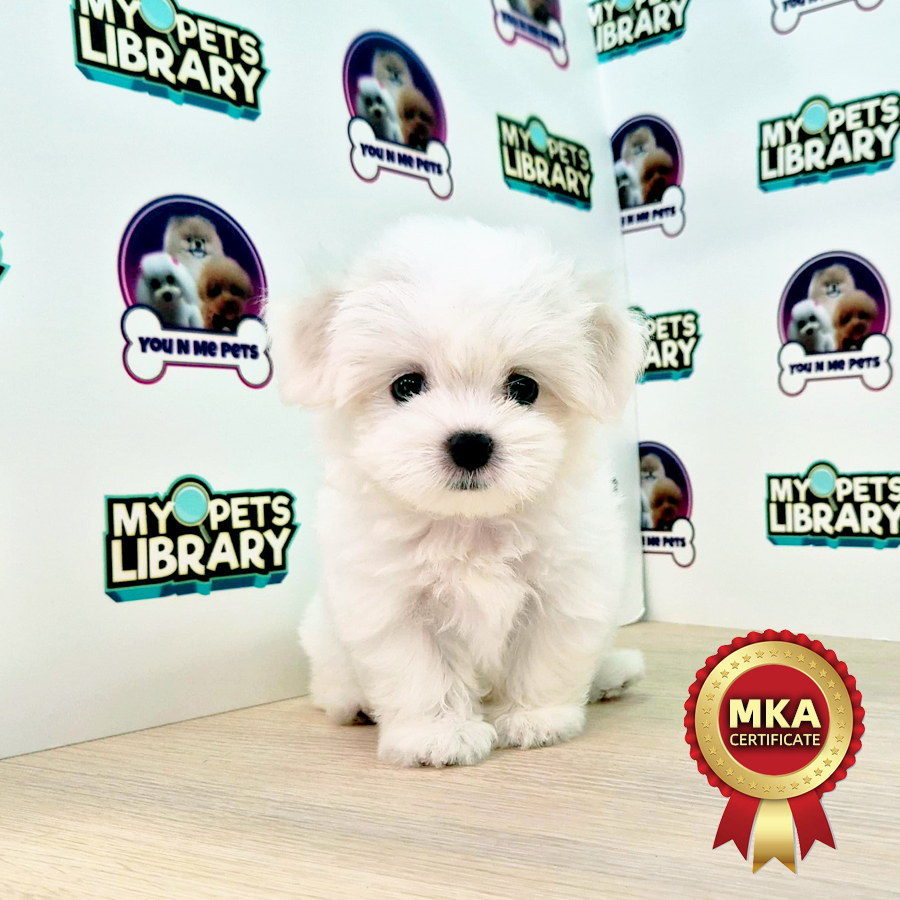 MKA Tiny Maltese Puppy (Female) For Sale