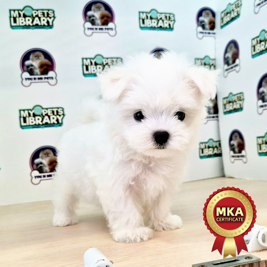 MKA Tiny Maltese Puppy (Female) For Sale