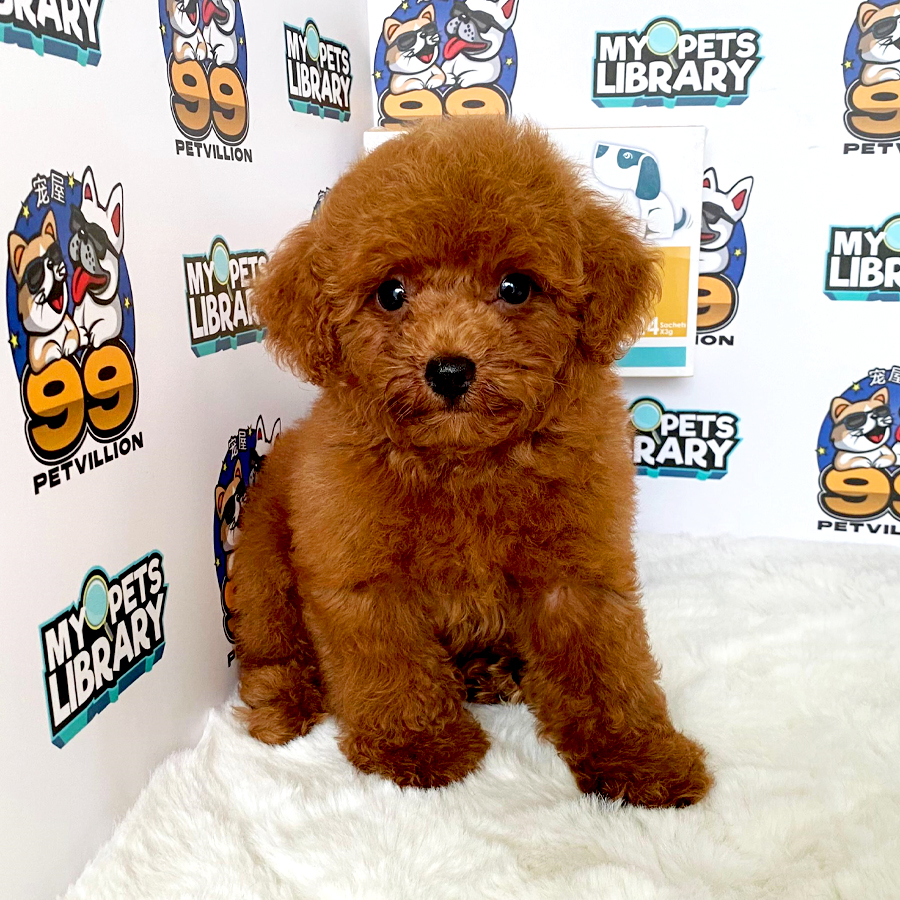 Toy Poodle Puppy (Male) For Sale