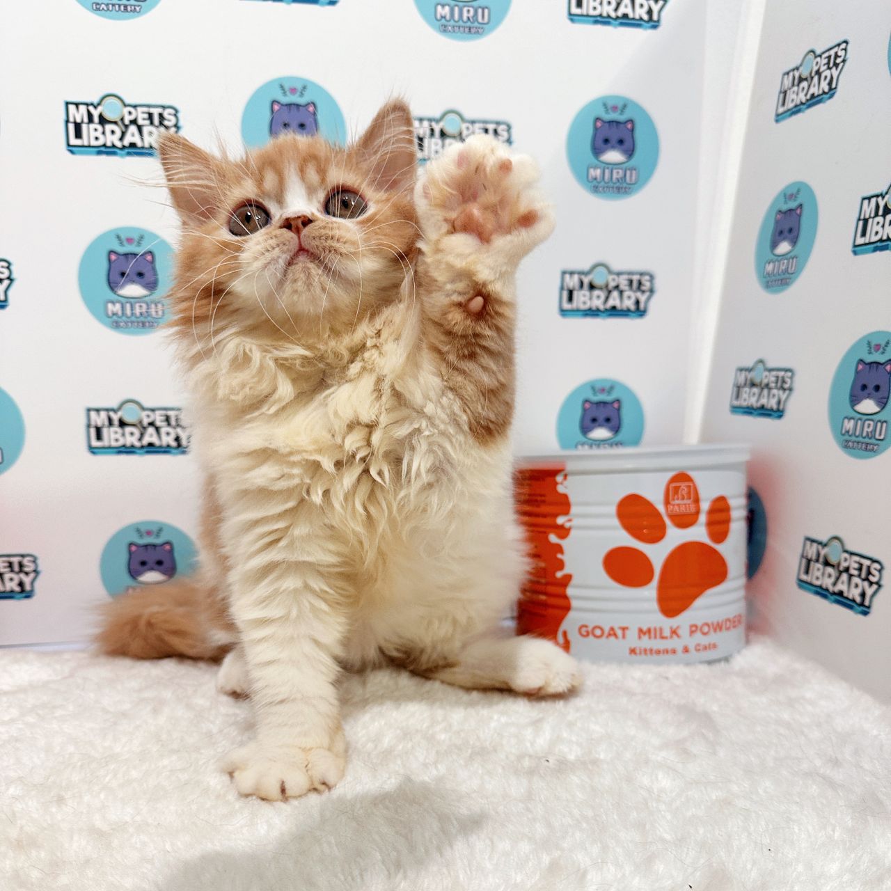 Persian Kitten (Male) For Sale