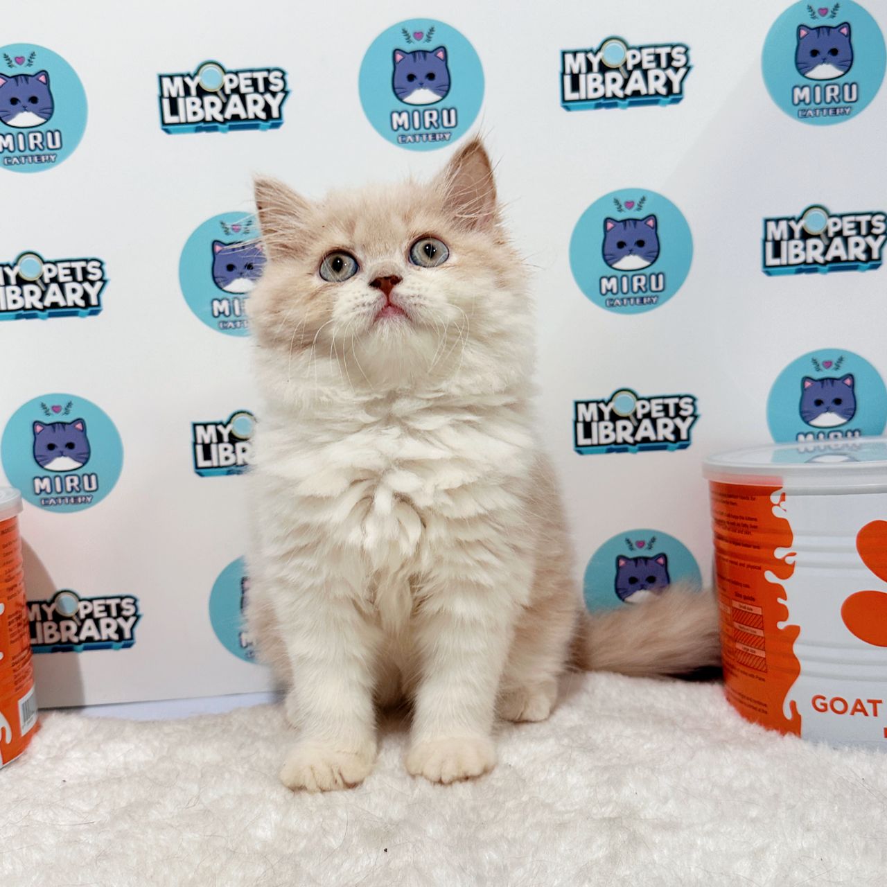Persian Kitten (Male) For Sale