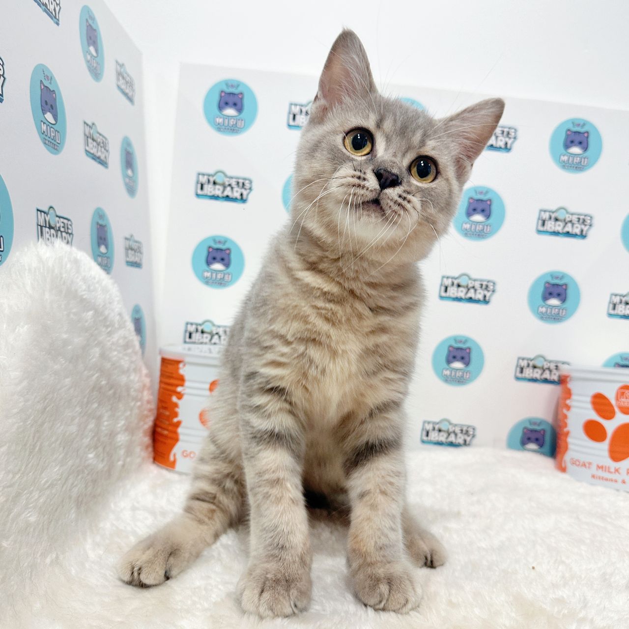 British Shorthair Kitten (Male) For Sale