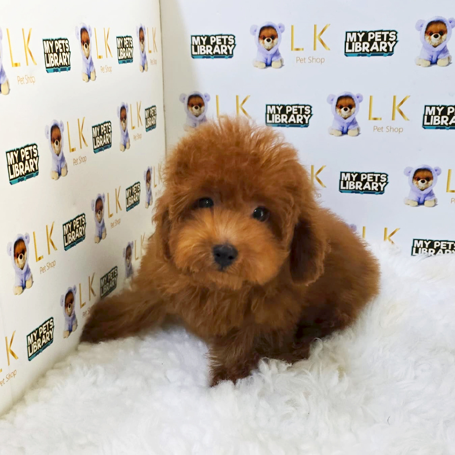 Maltipoo Puppy (Female) For Sale