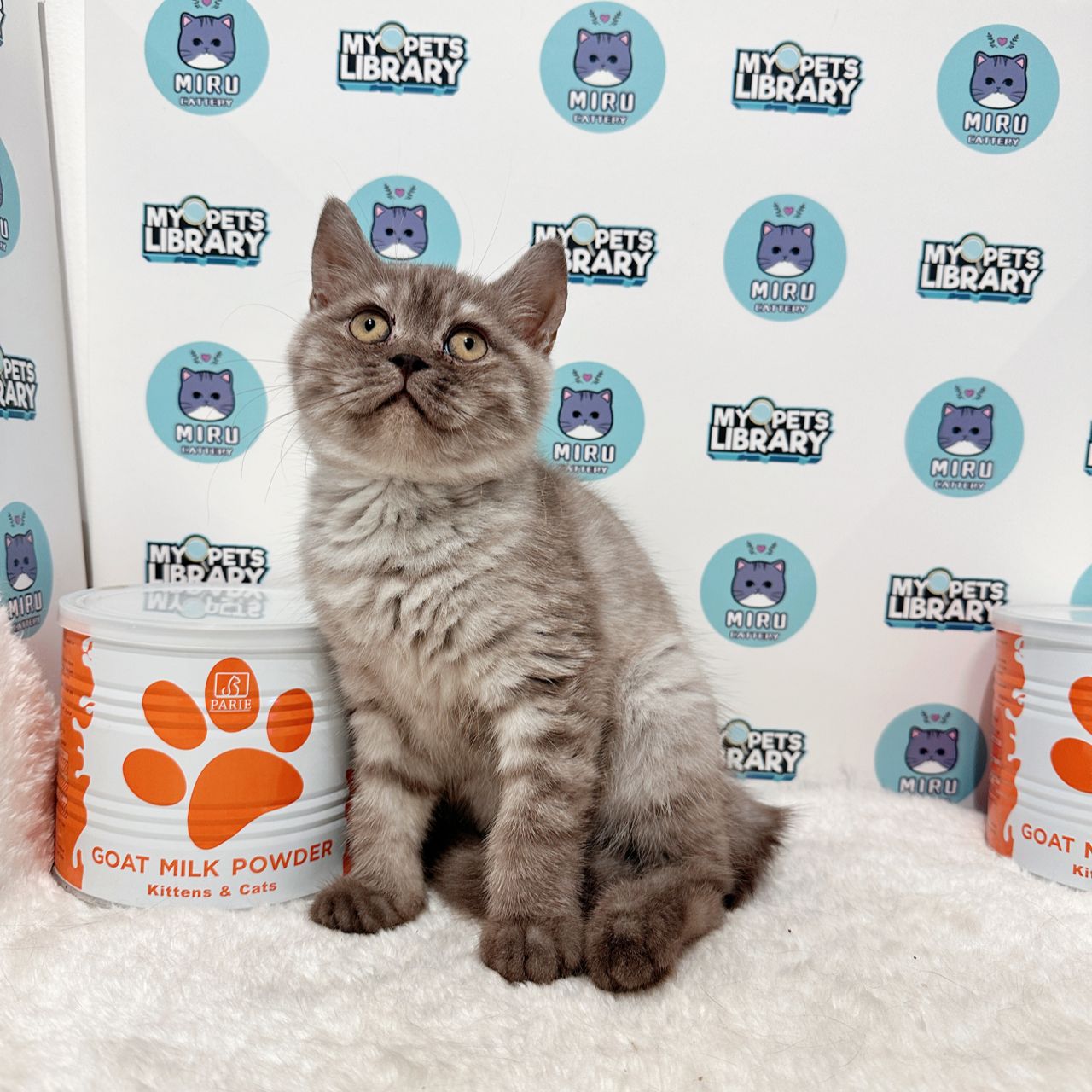 British Shorthair Kitten (Male) For Sale