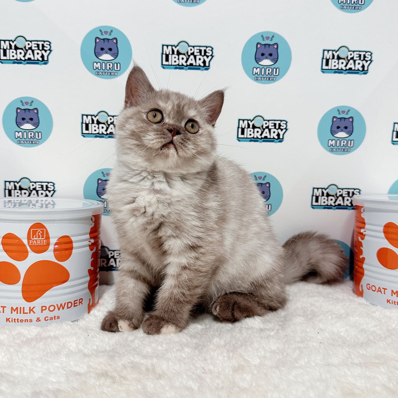 British Shorthair Kitten (Female) For Sale