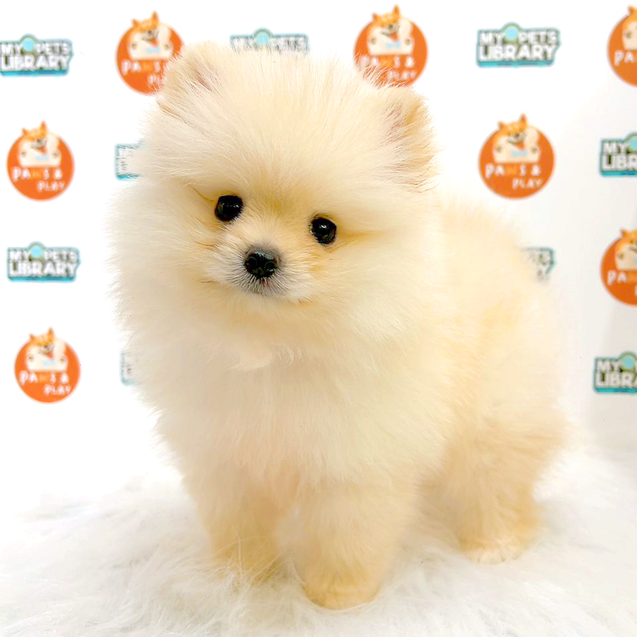 Pomeranian Puppy (Male) For Sale