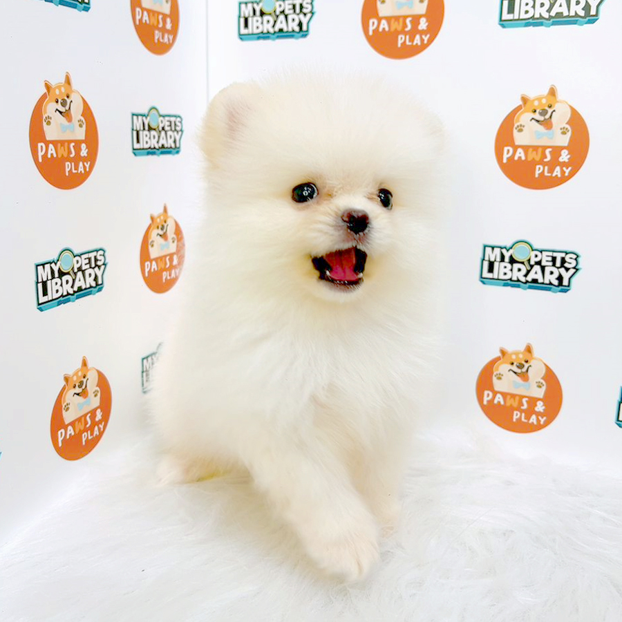 Pomeranian Puppy (Male) For Sale