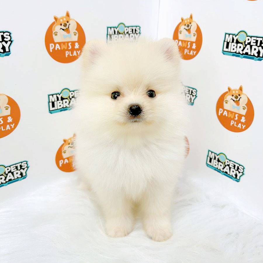 Pomeranian Puppy (Male) For Sale
