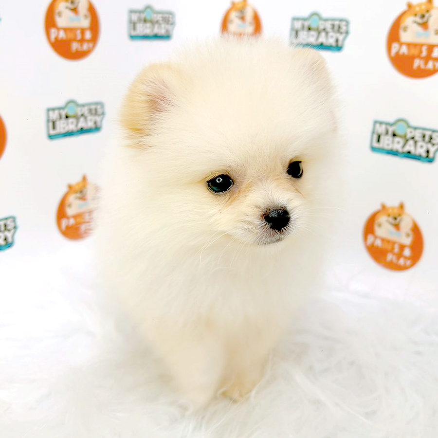 Pomeranian Puppy (Female) For Sale