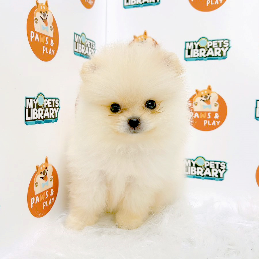 Pomeranian Puppy (Female) For Sale