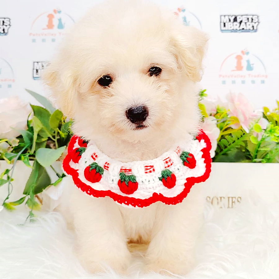 Maltipoo Puppy (Female) For Sale
