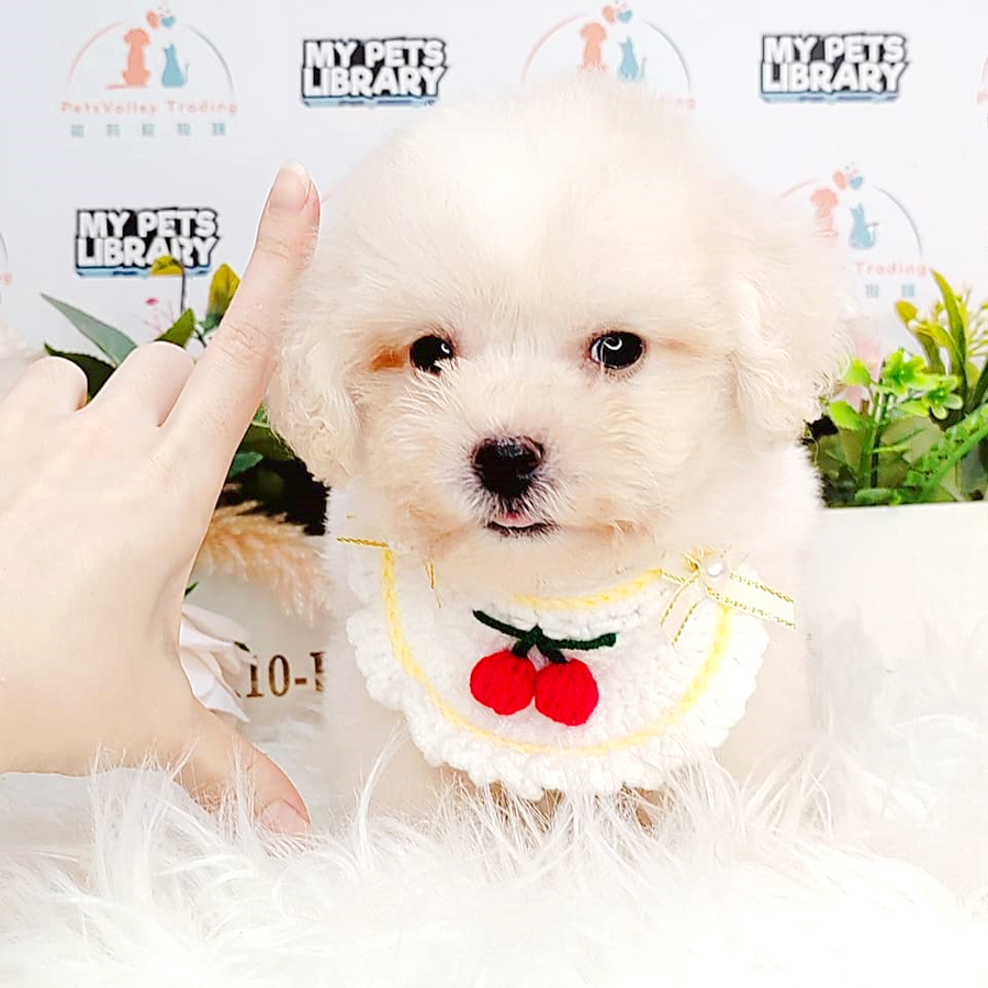 Maltipoo Puppy (Male) For Sale