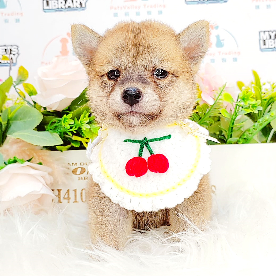 Shiba Inu Puppy (Female) For Sale