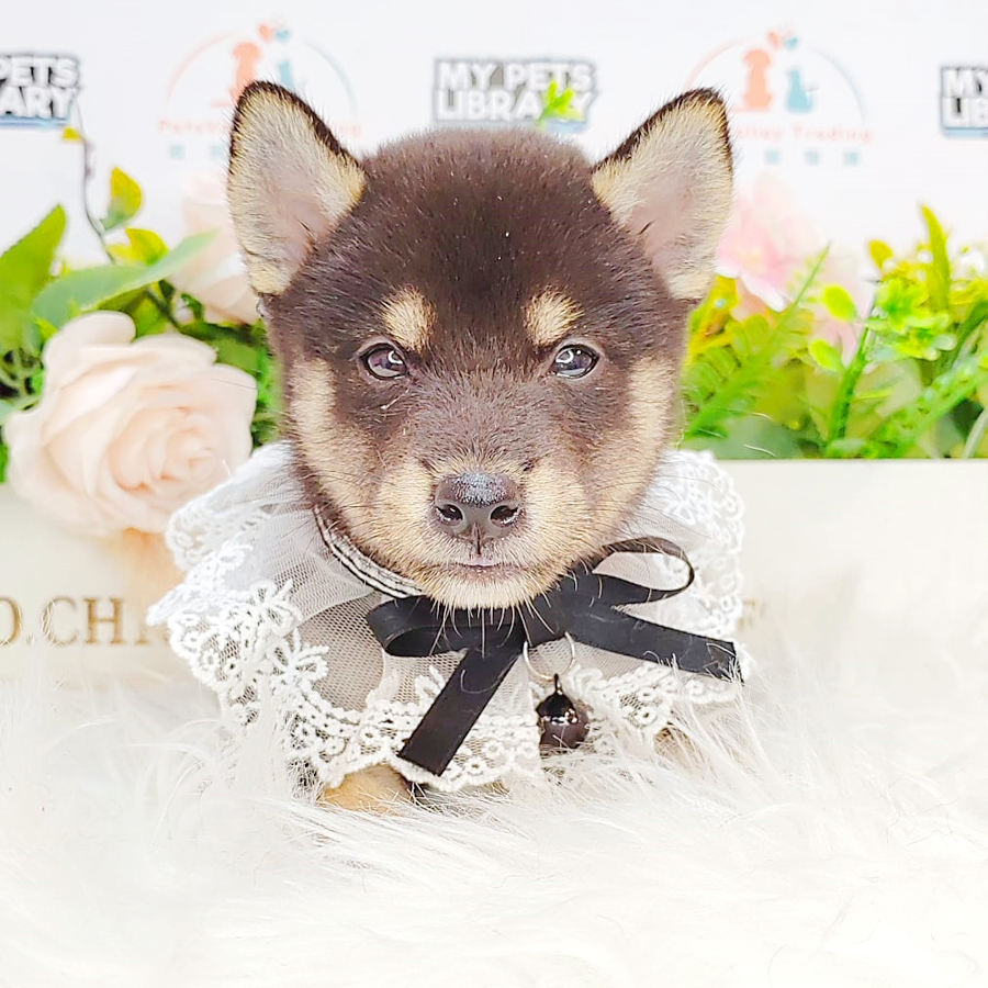 Shiba Inu Puppy (Male) For Sale