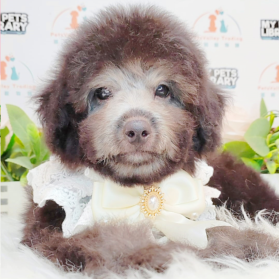 Toy Poodle Puppy (Male) For Sale