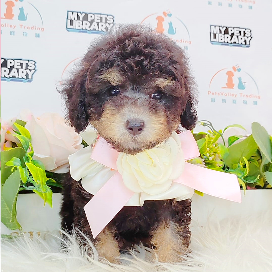 Toy Poodle Puppy (Female) For Sale