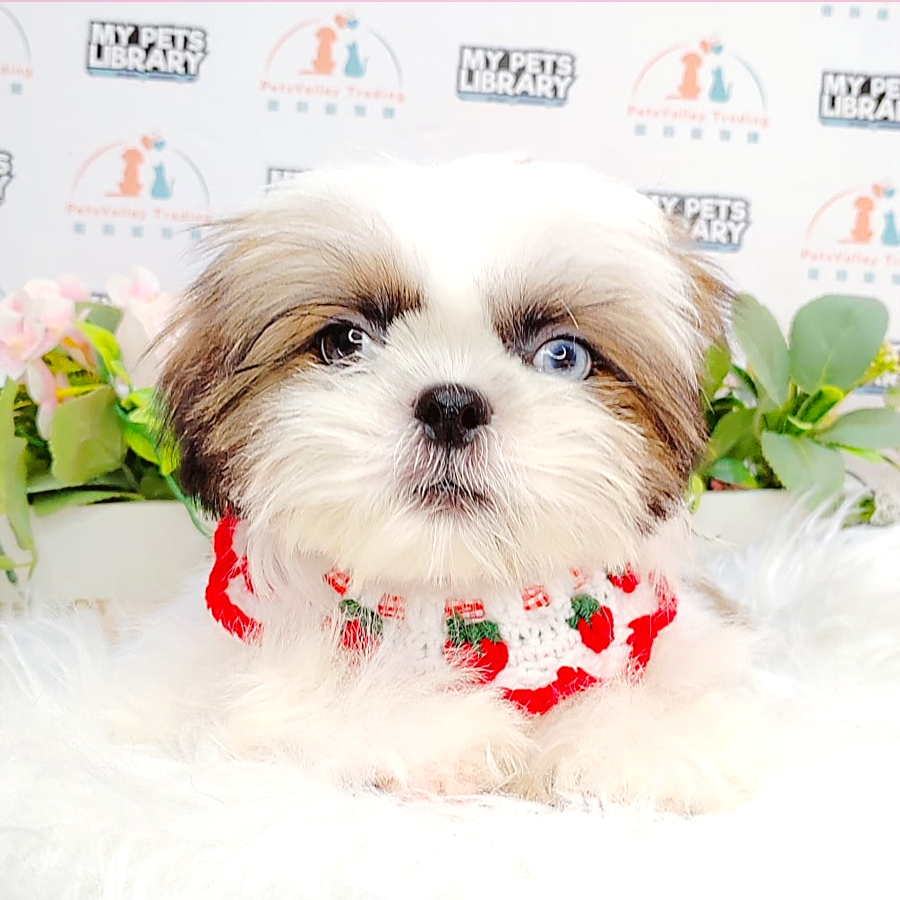Shih Tzu Puppy (Male) For Sale