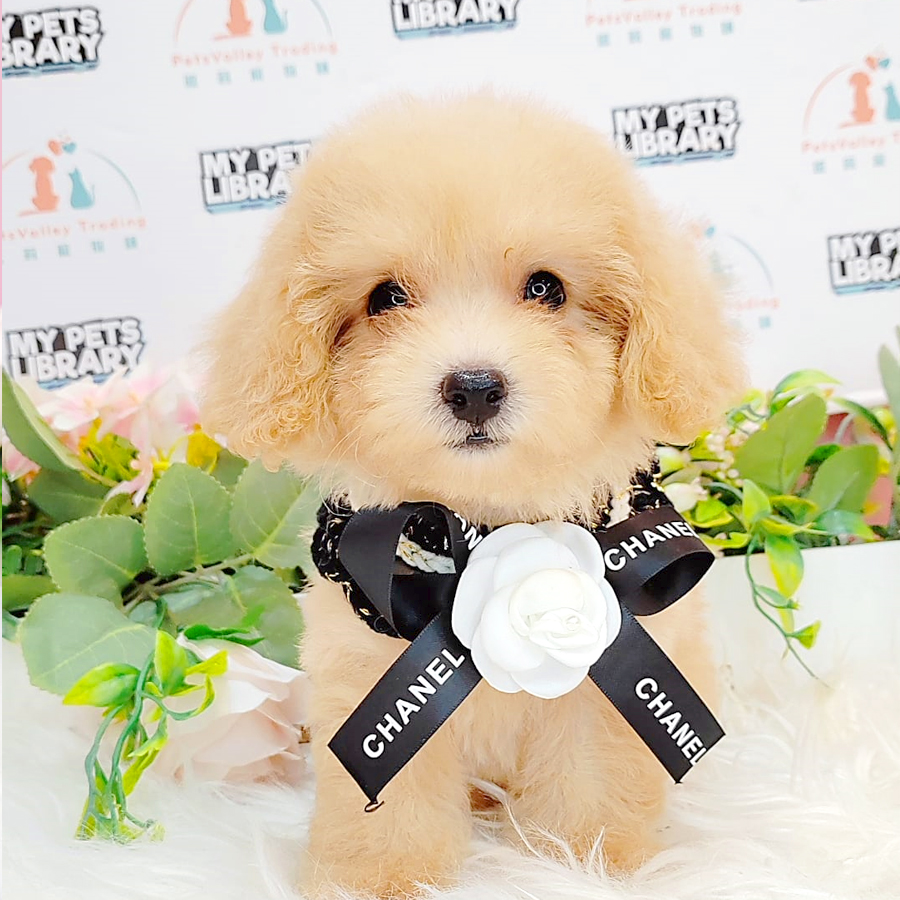 Toy Poodle Puppy (Male) For Sale