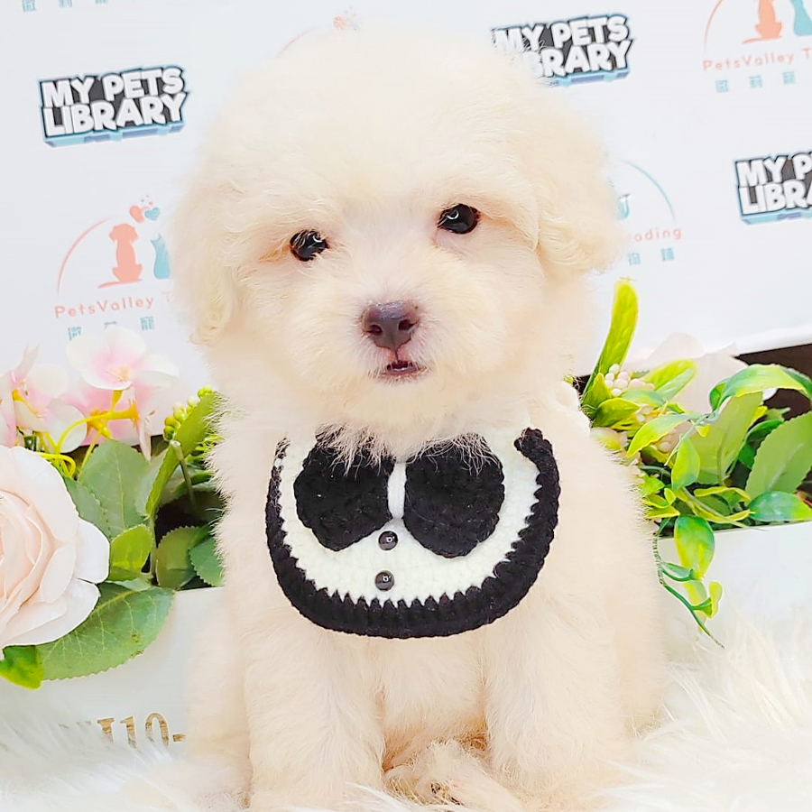 Toy Poodle Puppy (Female) For Sale