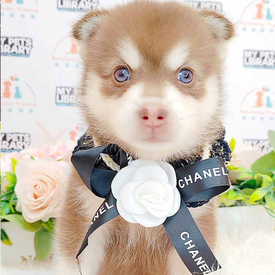 Pomsky Puppy (Male) For Sale