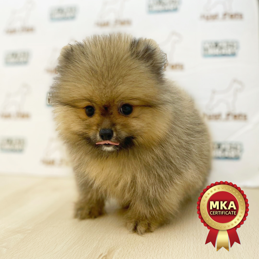 MKA Pomeranian Puppy (Female) For Sale