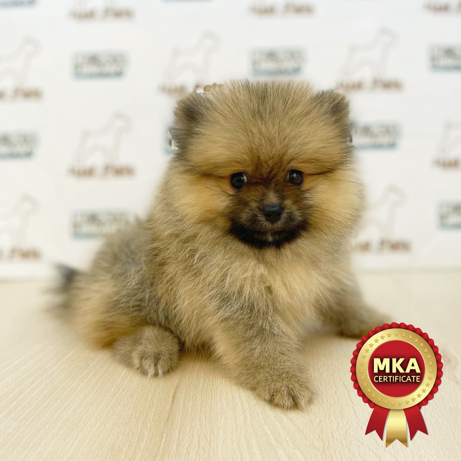 MKA Pomeranian Puppy (Male) For Sale