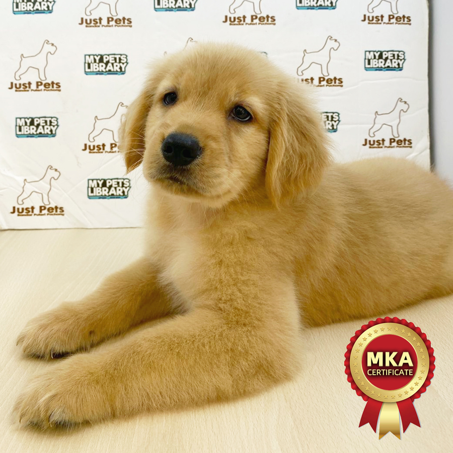 MKA Golden Retriever Puppy (Female) For Sale