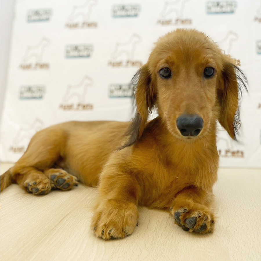 Long Coat Dachshund Puppy (Female) For Sale