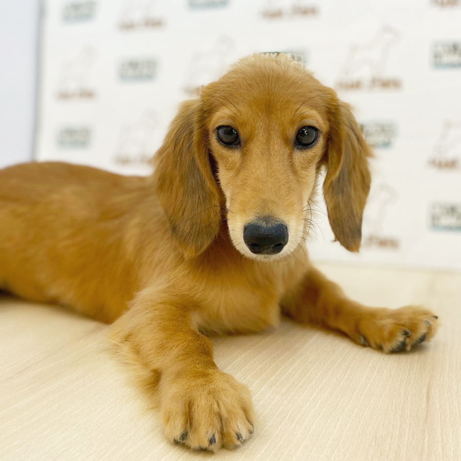Long Coat Dachshund Puppy (Male) For Sale