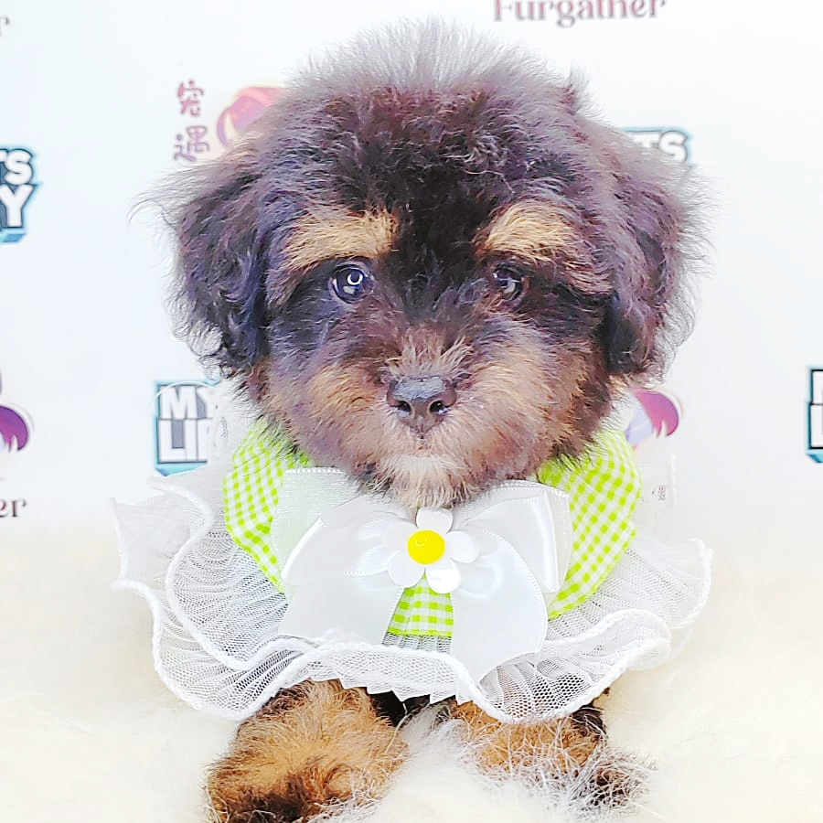 Tiny Toy Poodle Puppy (Male) For Sale