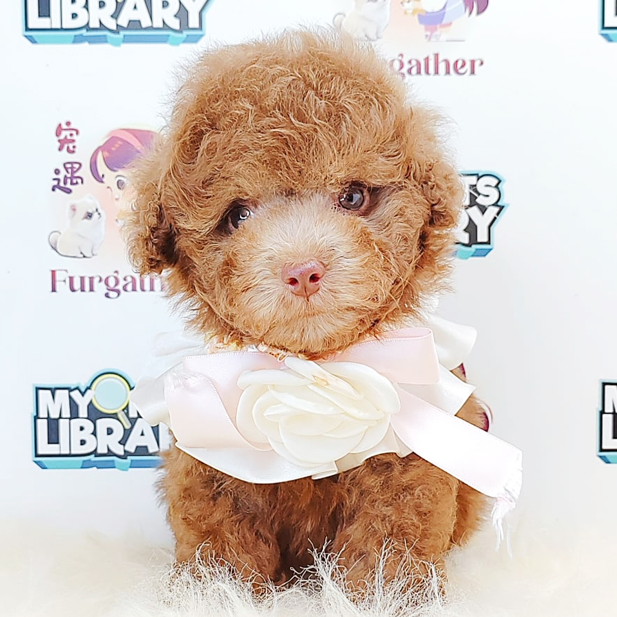 Tiny Toy Poodle Puppy (Male) For Sale