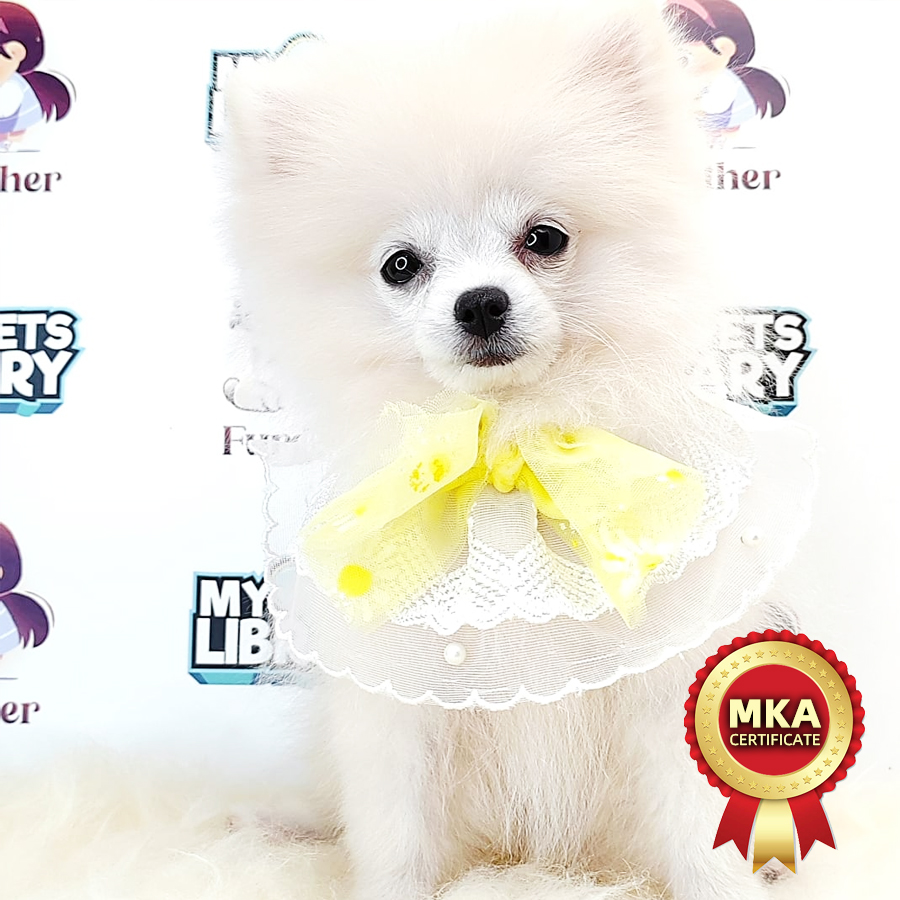 MKA Pomeranian Puppy (Female) For Sale