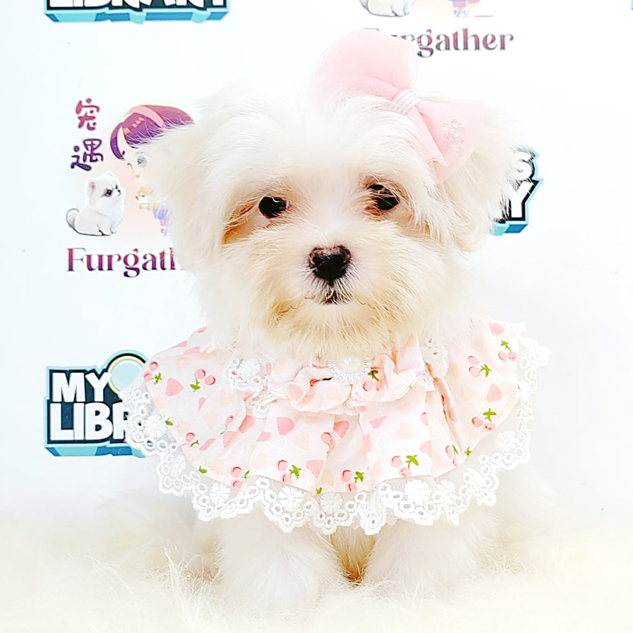 Tiny Maltese Puppy (Female) For Sale