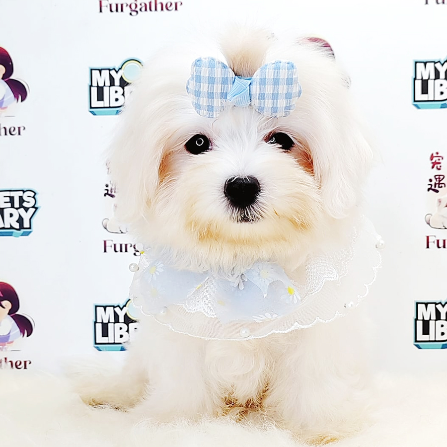 Tiny Maltese Puppy (Male) For Sale