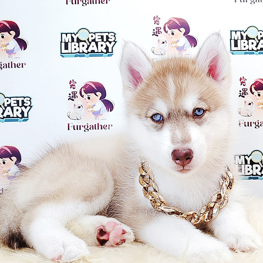 Alaskan Husky Puppy (Female) For Sale