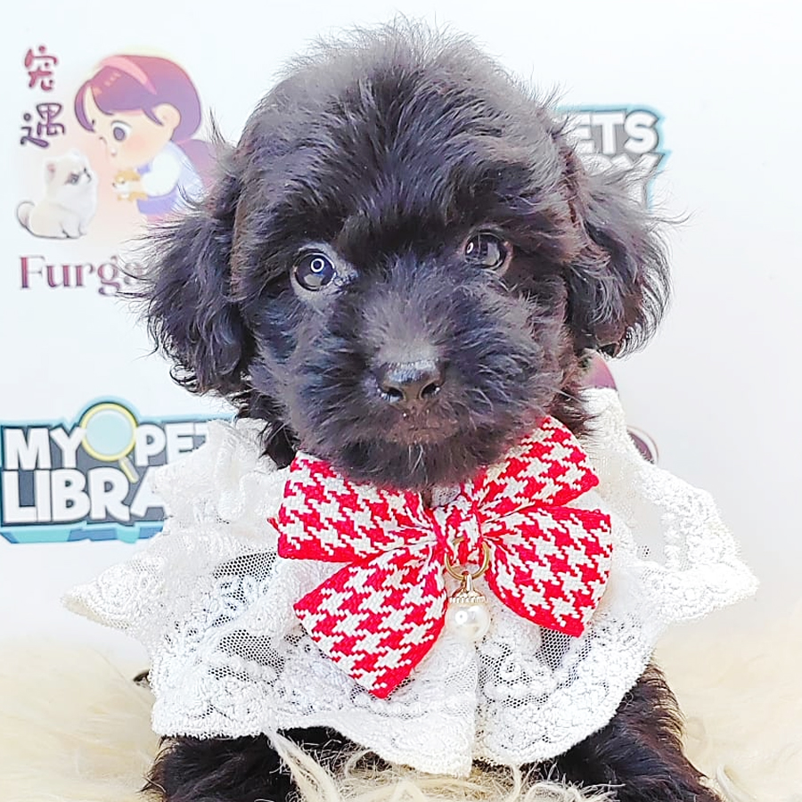 Tiny Toy Poodle Puppy (Female) For Sale