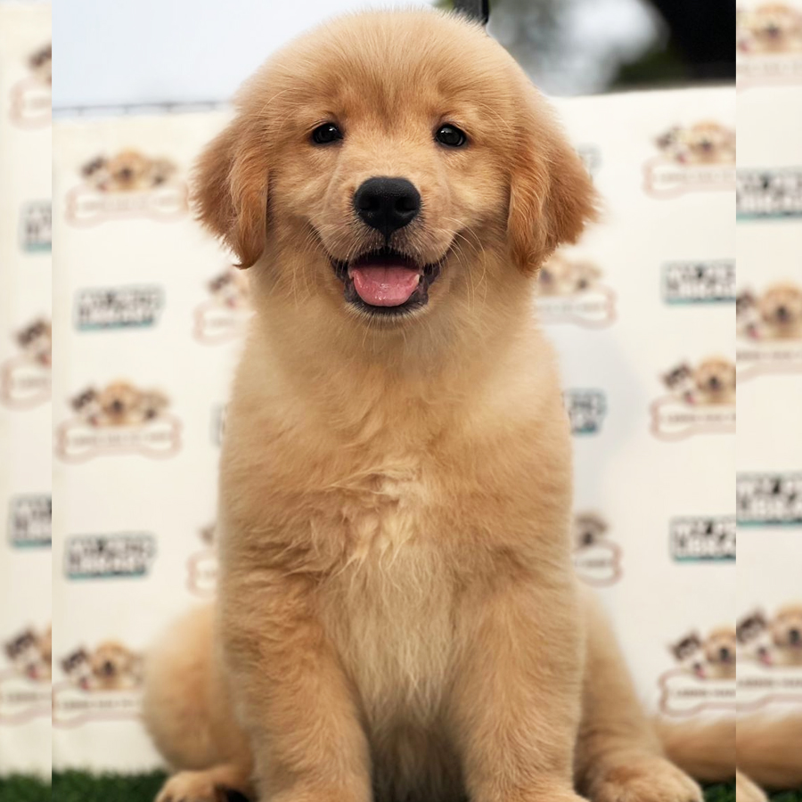 Golden Retriever Puppy (Female) For Sale
