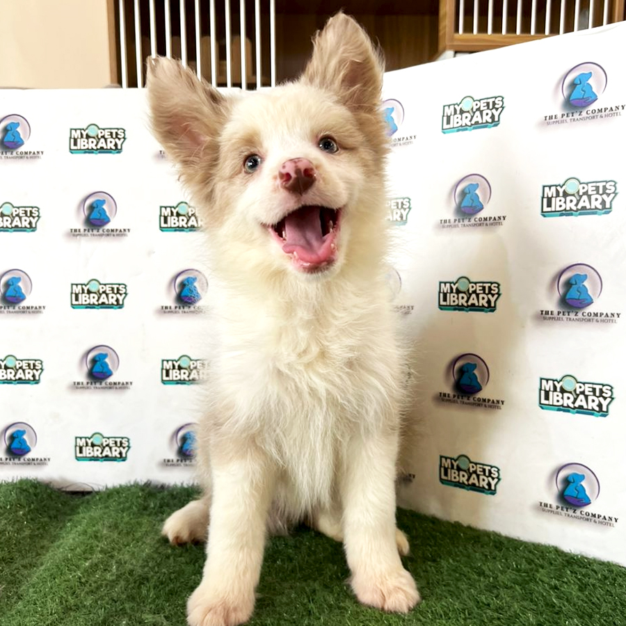 CKU Border Collie Puppy (Female) For Sale