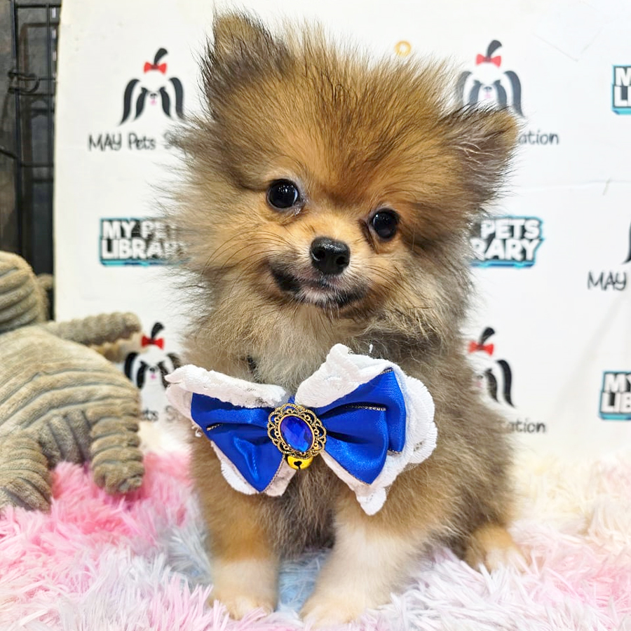 Pomeranian Puppy (Male) For Sale