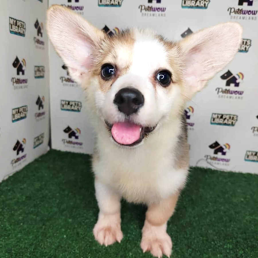 Pembroke Welsh Corgi Puppy (Female) For Sale