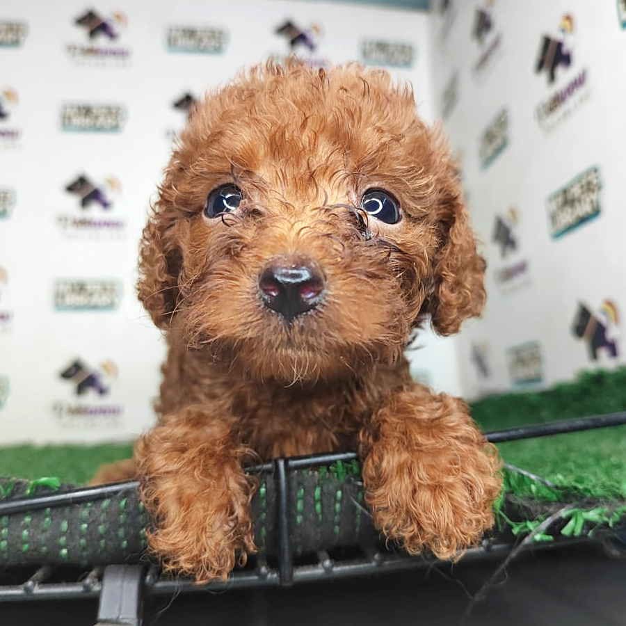 Poodle Puppy (Female) For Sale