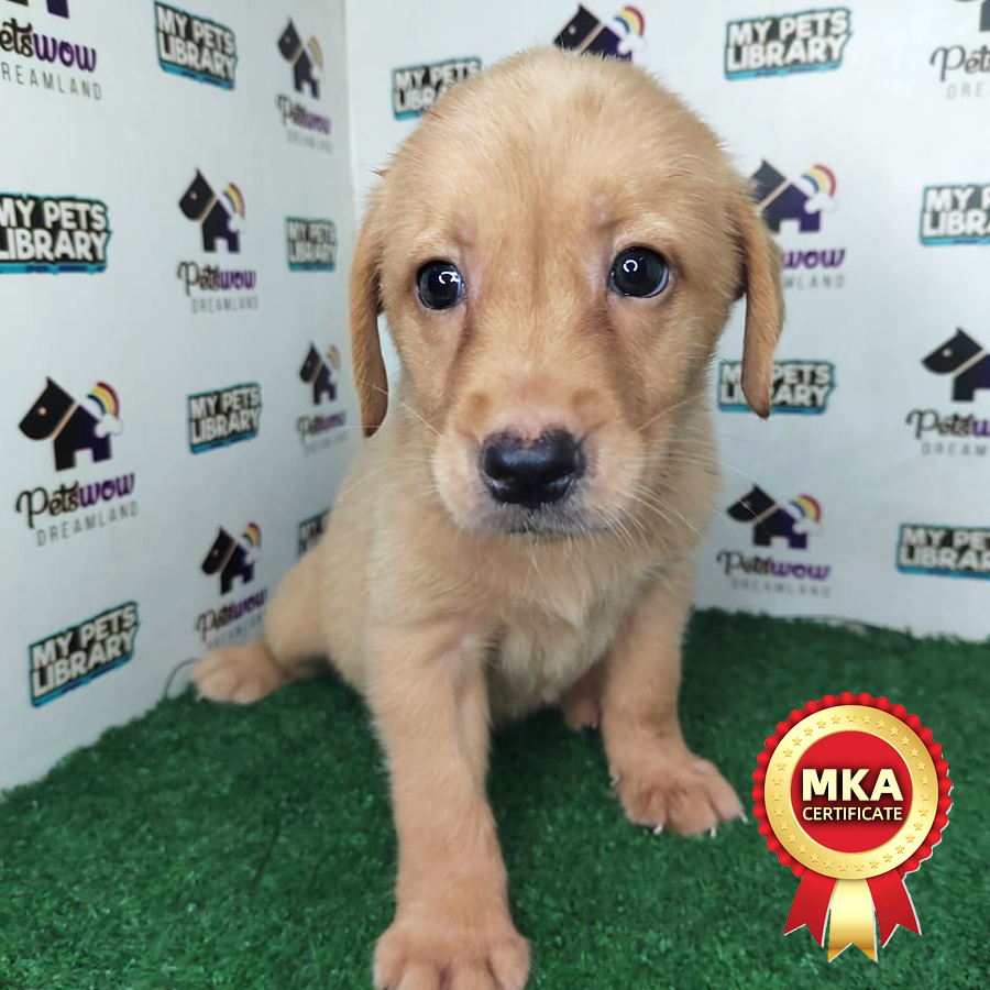 MKA Labrador Puppy (Female) For Sale