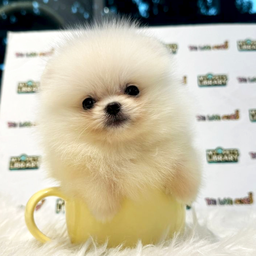 Tiny Teacup Pomeranian Puppy (Female) For Sale