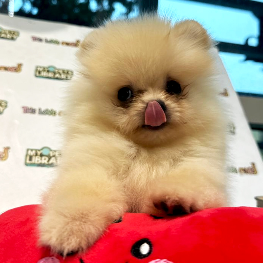 Tiny Pomeranian Puppy (Male) For Sale