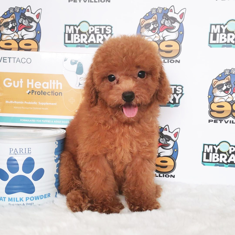 Toy Poodle Puppy (Female) For Sale