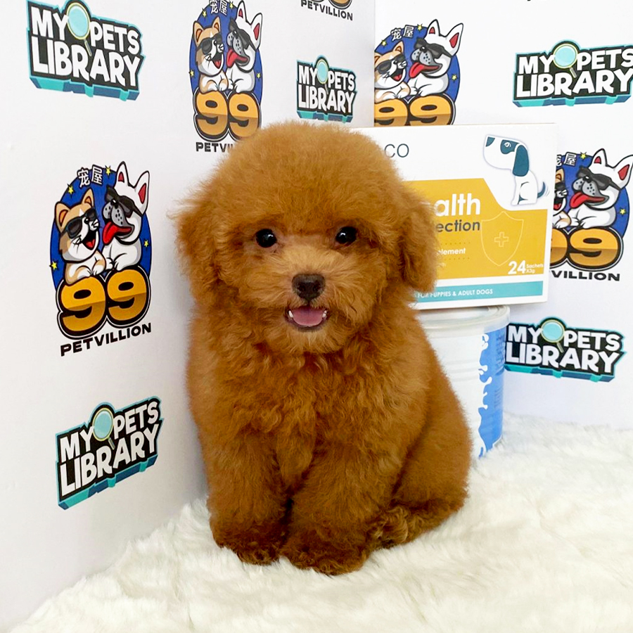Toy Poodle Puppy (Male) For Sale