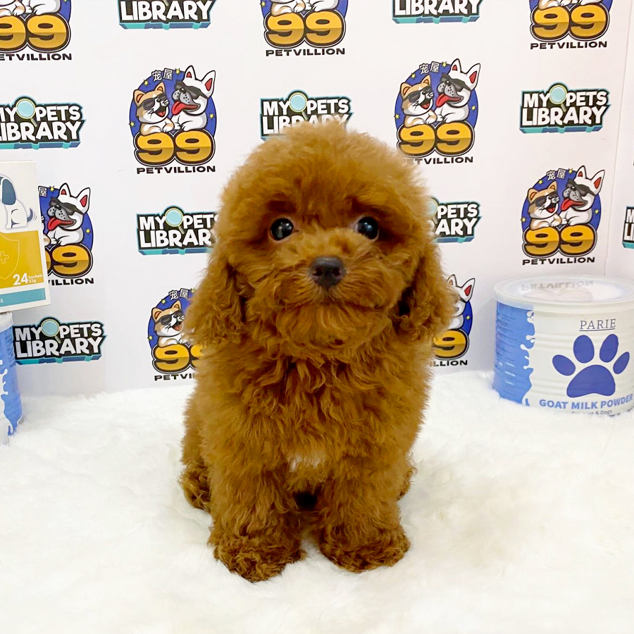 Toy Poodle Puppy (Male) For Sale