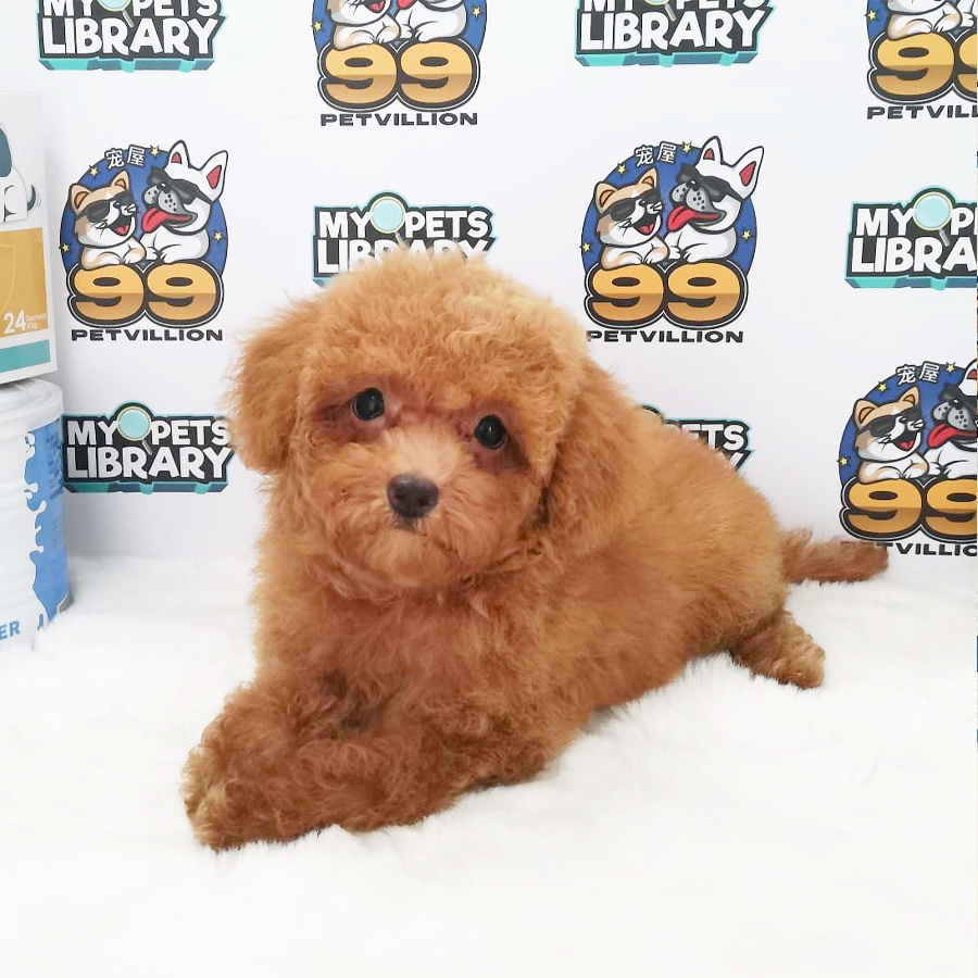 Toy Poodle Puppy (Female) For Sale
