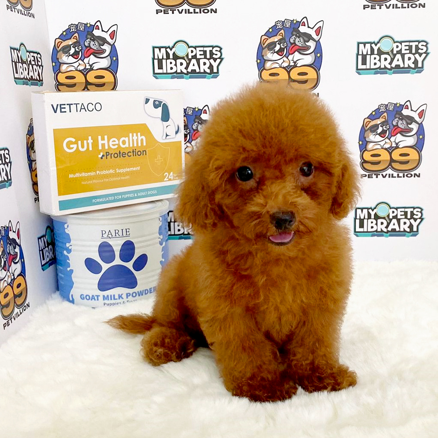 Toy Poodle Puppy (Male) For Sale