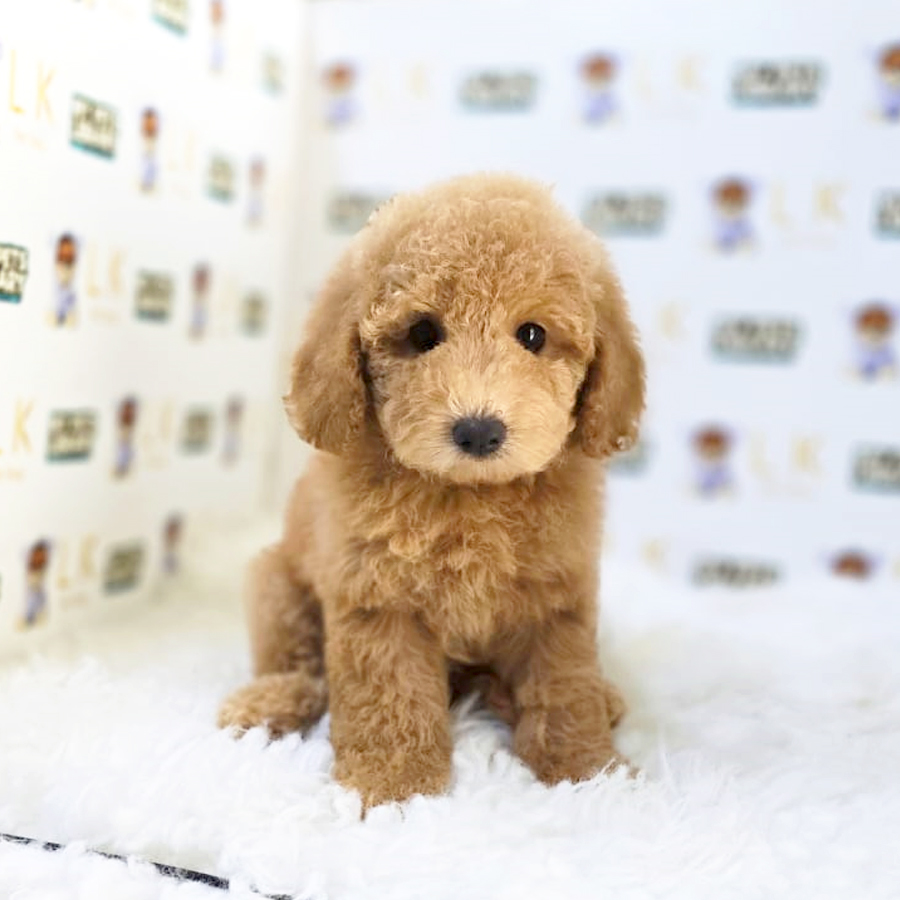 Toy Poodle Puppy (Female) For Sale